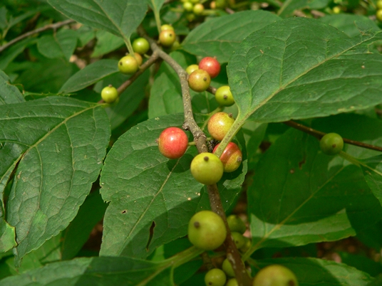 {Ilex montana}